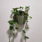 HEXA Planter