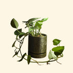 Monstera Pot