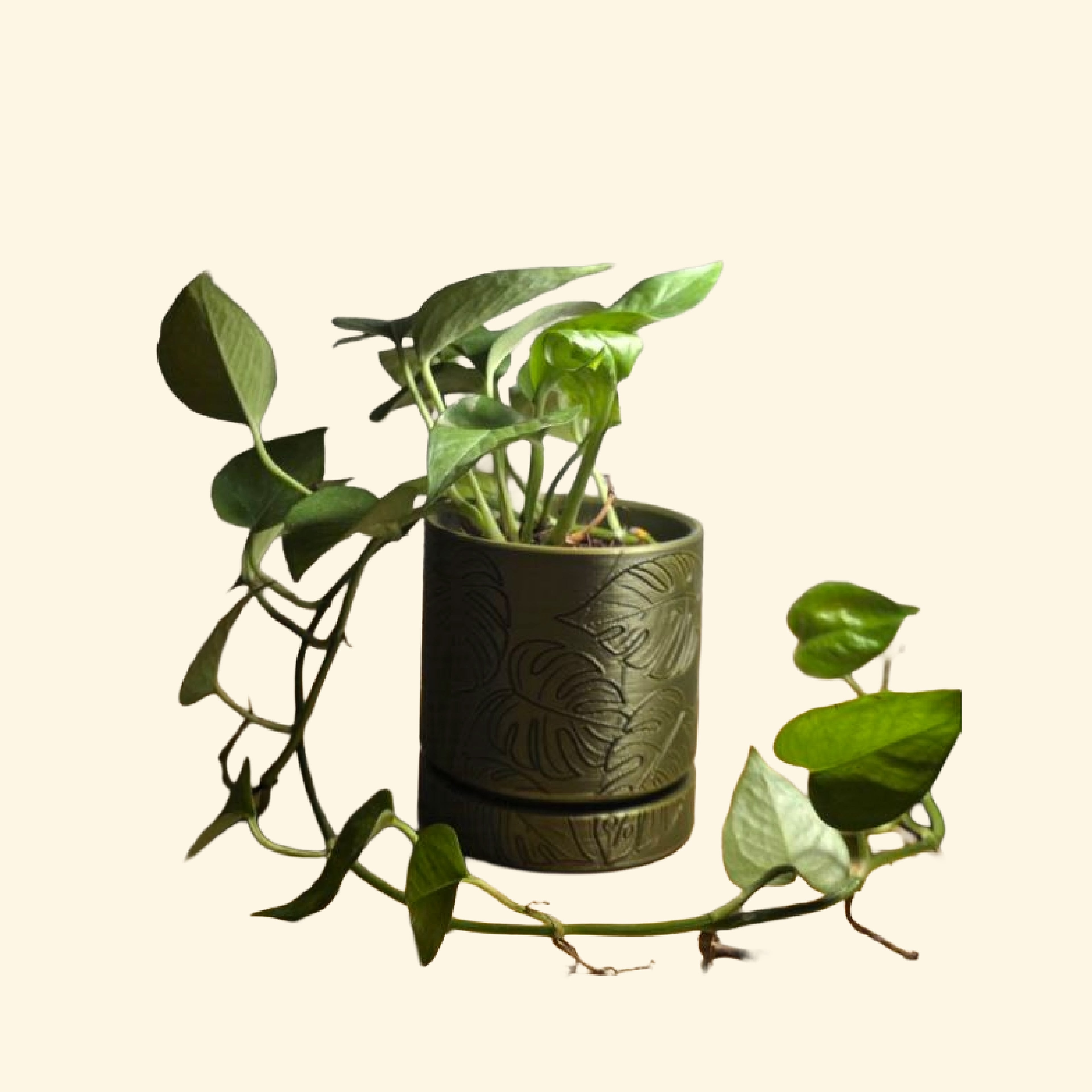 Monstera Pot